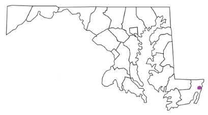 ocean city md fire stations, ocean city md fire apparatus, ocean city fire department, ocean city, ocean city maryland fire, ocean city fd, ocean city fire stations, ocean city fire apparatus, ocean city maryland, ocean city fire trucks, ocean city fire, city of ocean city maryland, ocean city ems, ocean city ambulance