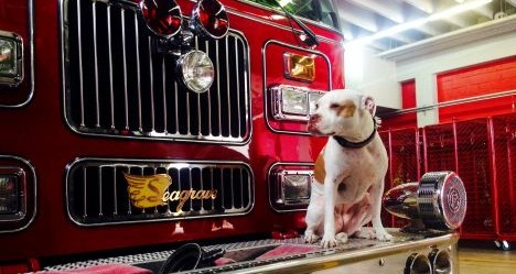 photo by Chillum Adelphi Volunteer Fire Department